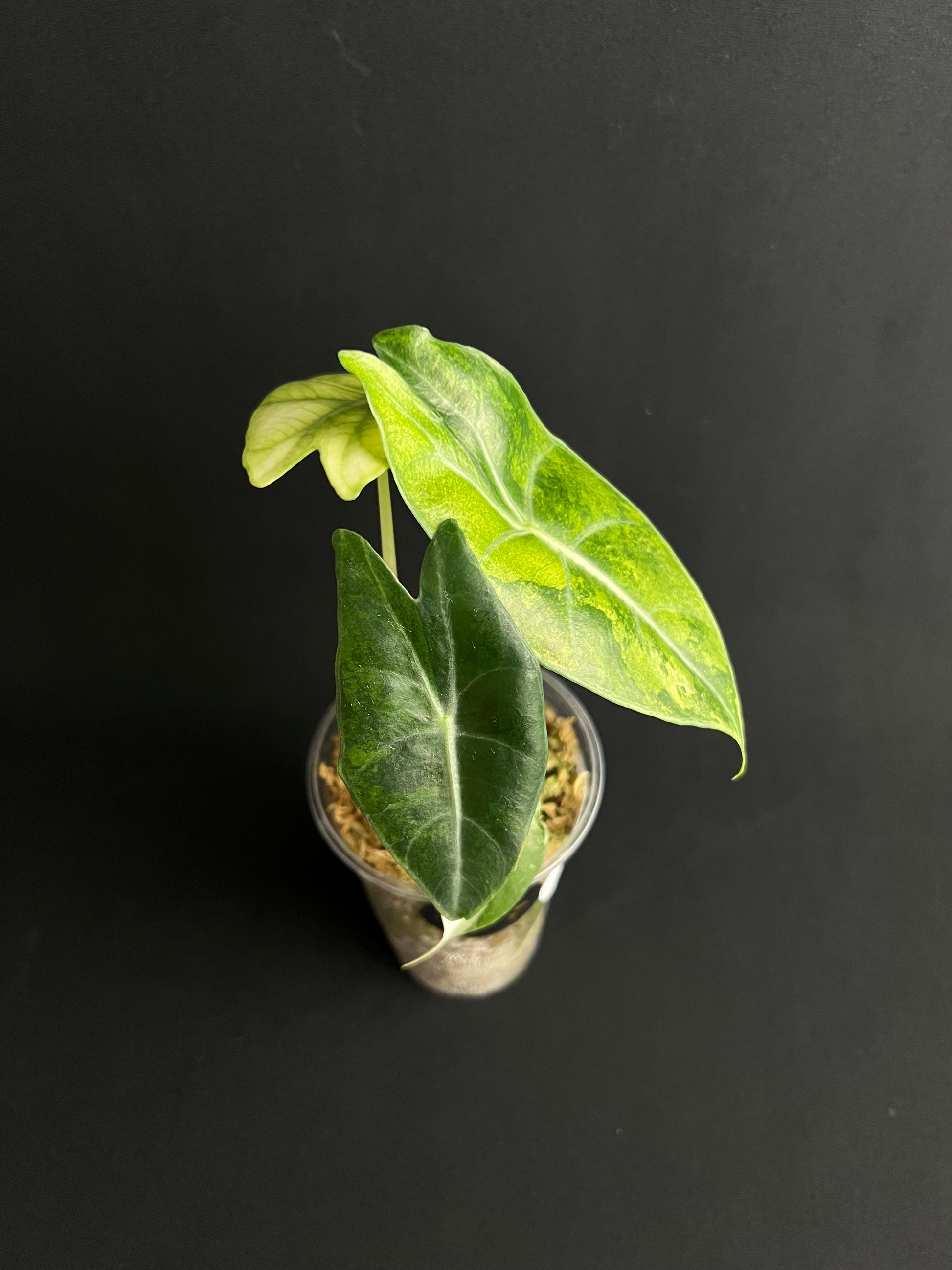 Alocasia Nairobi Nights Aurea Variegata #1