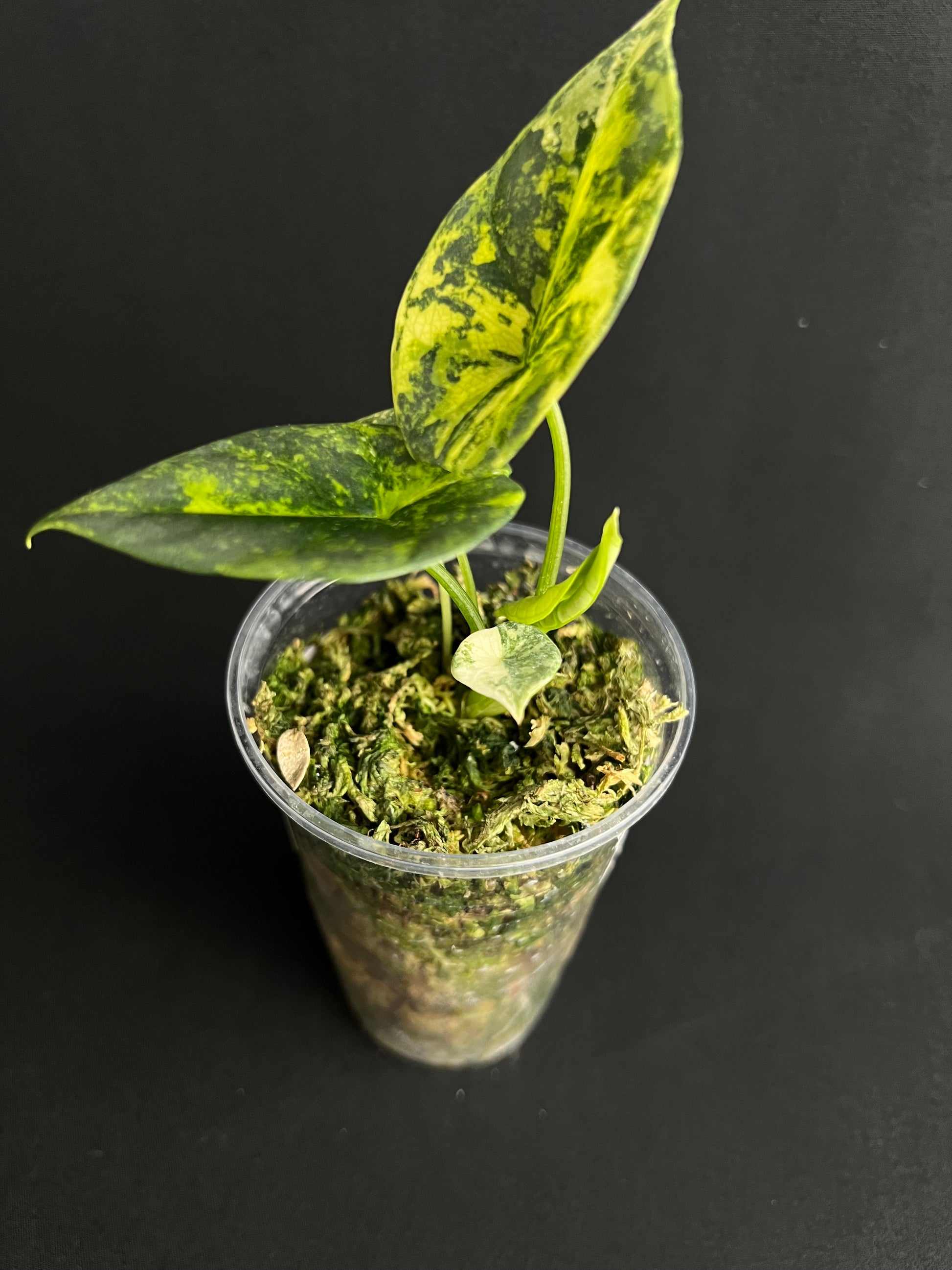 Alocasia Sinuata Aurea Variegata