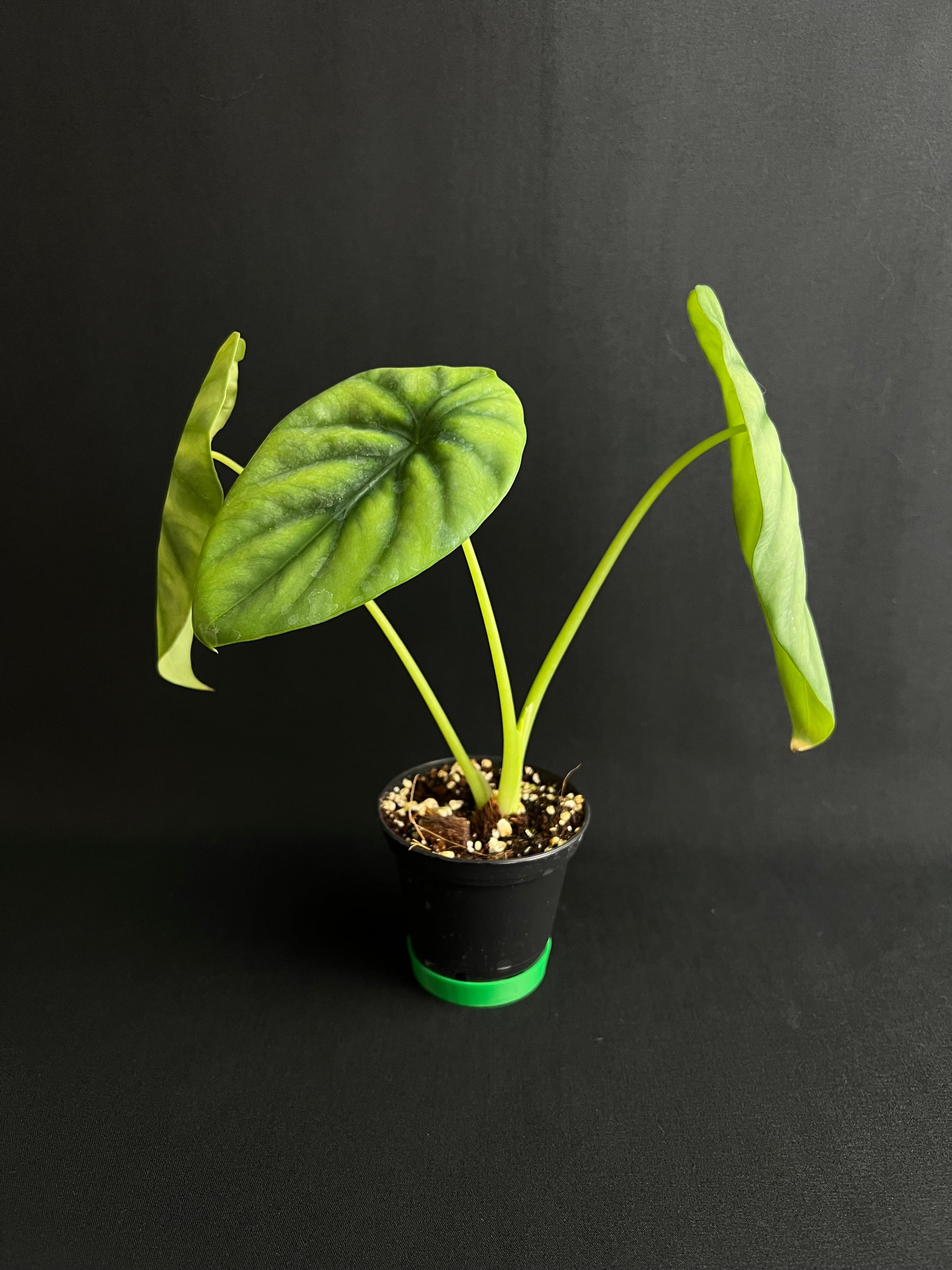 Alocasia Clypeolata 'Green Shield'