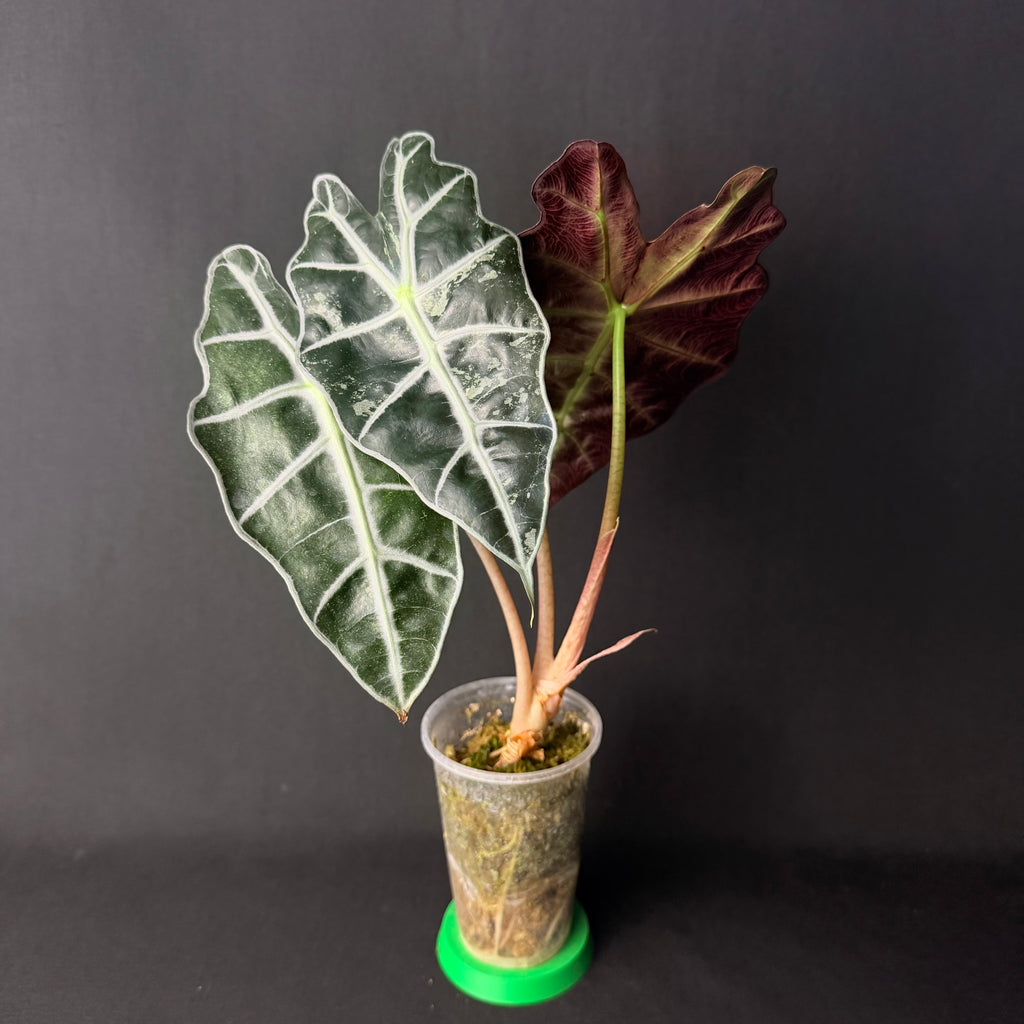 Alocasia Amazonica 'Polly' Mint Variegata #1-3