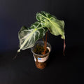 Alocasia Venom #4