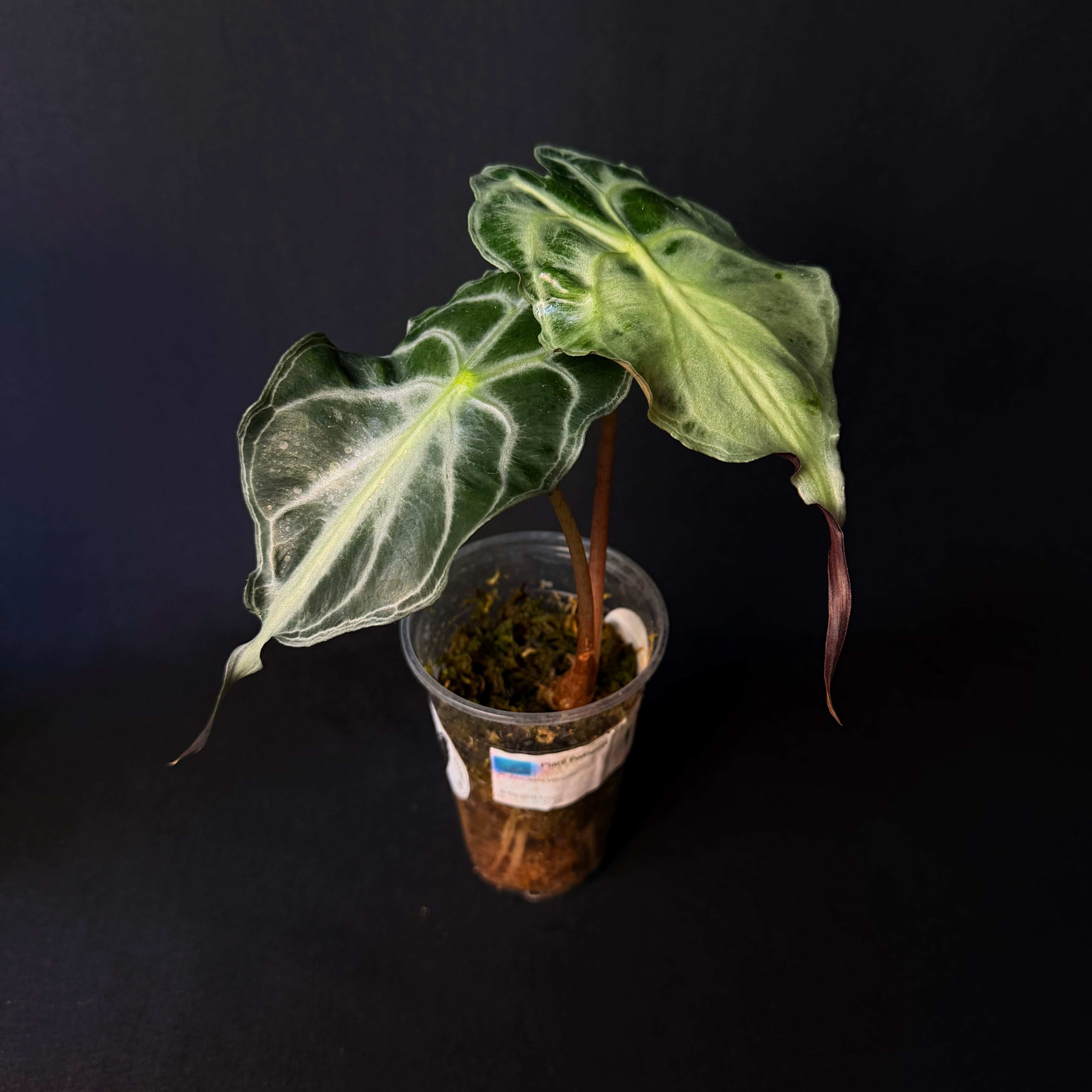 Alocasia Venom #4