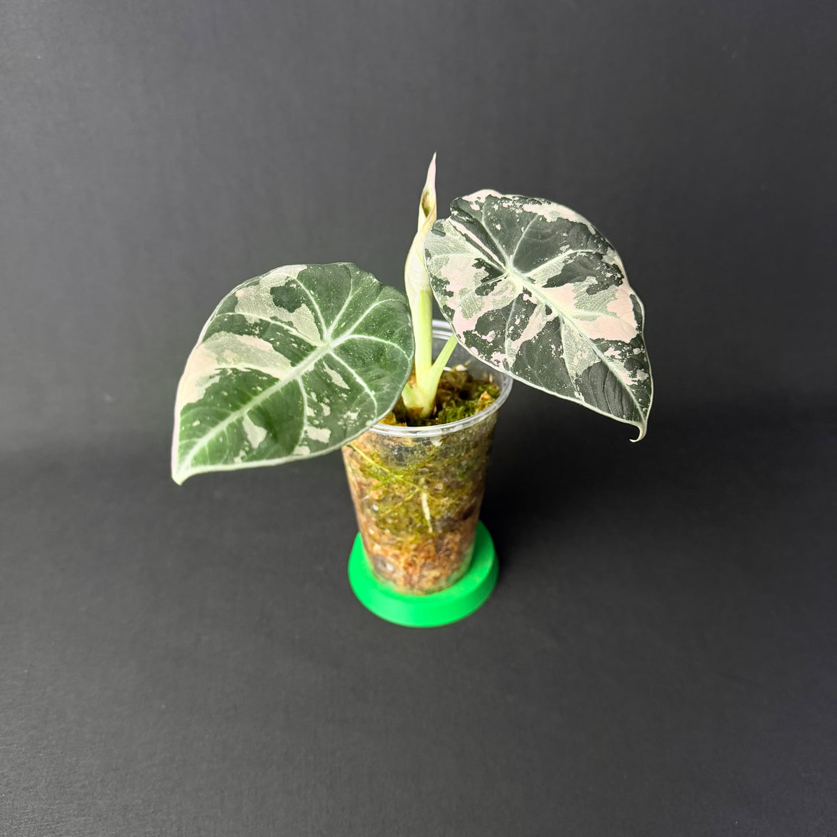 Plant template