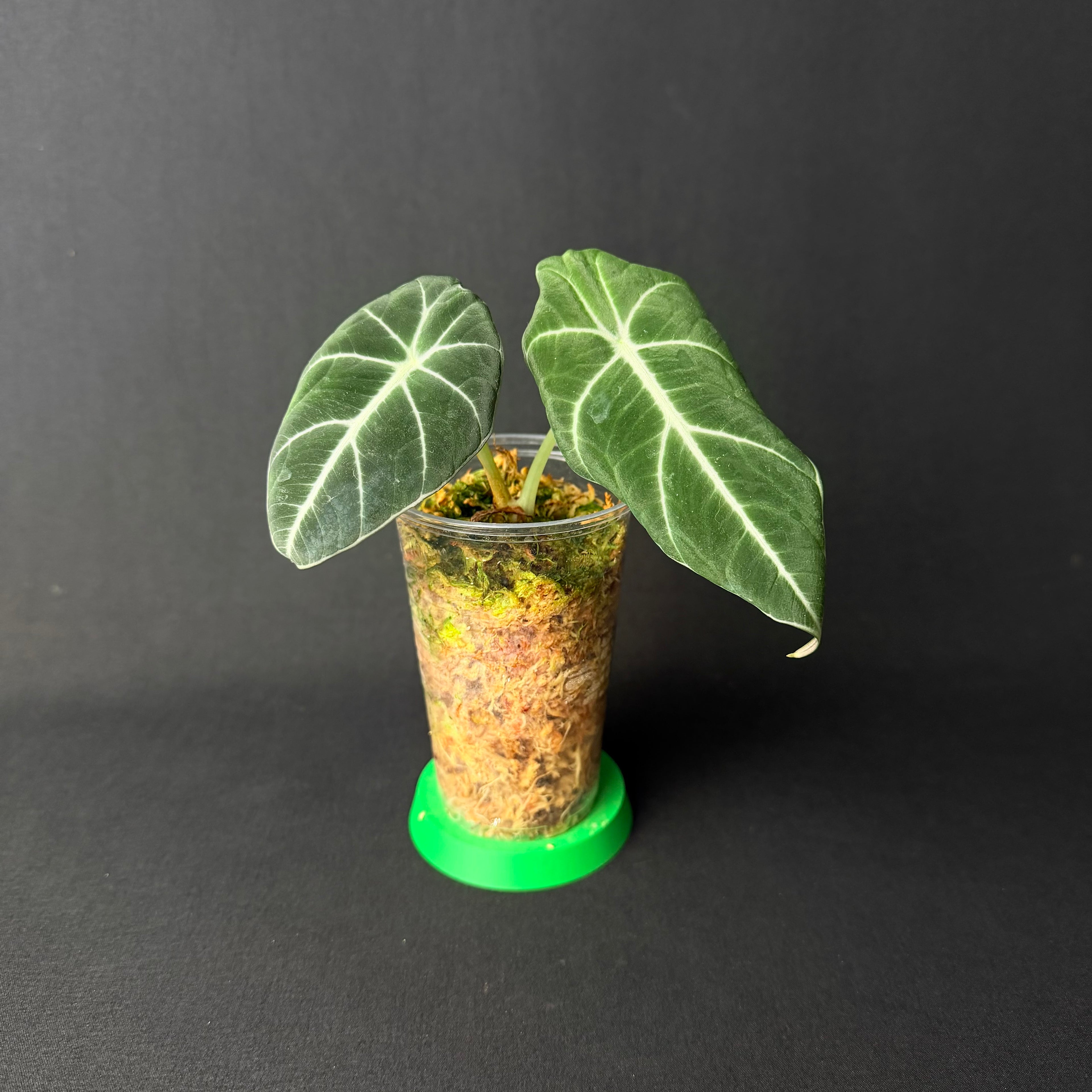 Plant template