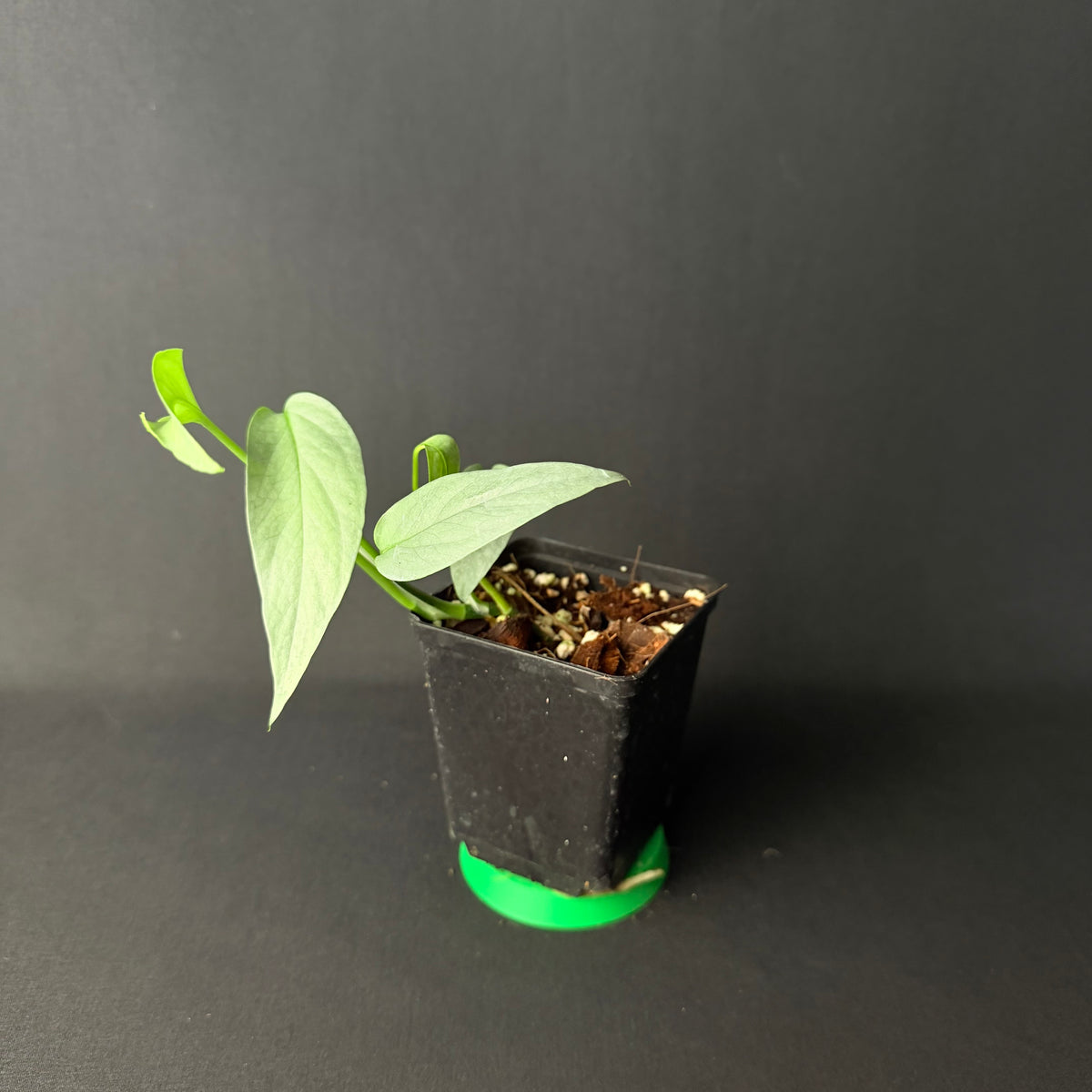 Epipremnum pinnatum 'Cebu Blue' #1-4
