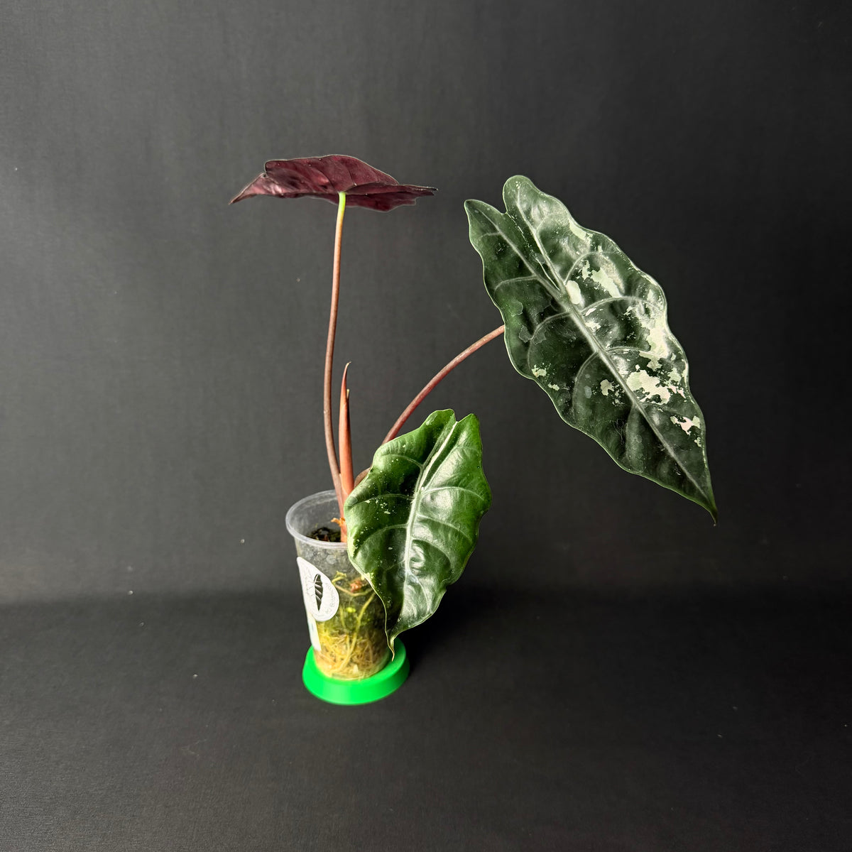 Alocasia Chantrierii Pink Variegata #1