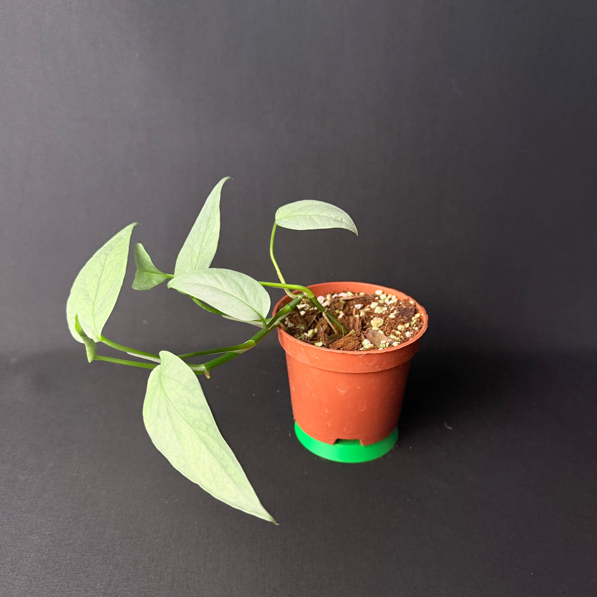 Epipremnum pinnatum 'Cebu Blue' #1-4