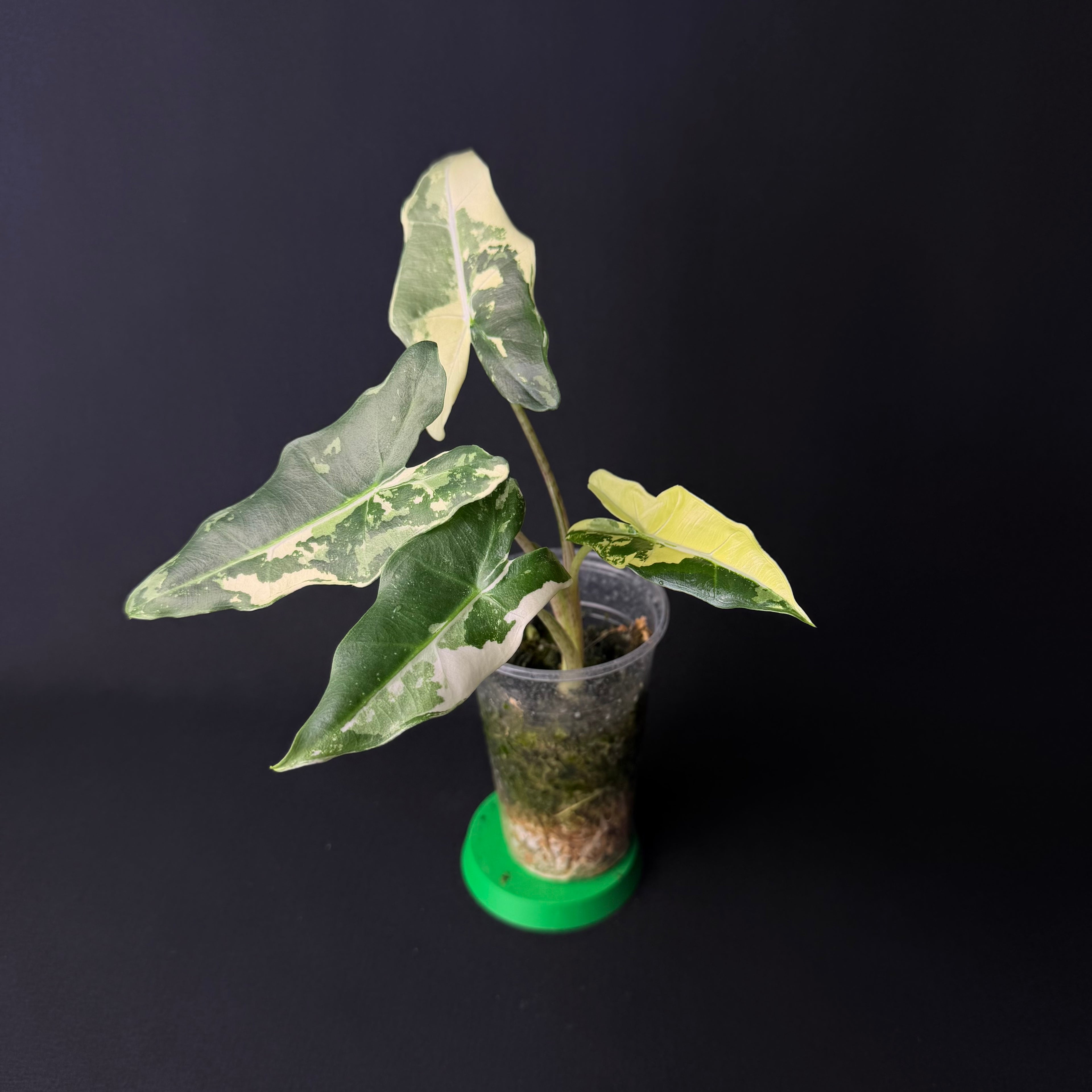 Alocasia Sarian Albo Variegata #1-2