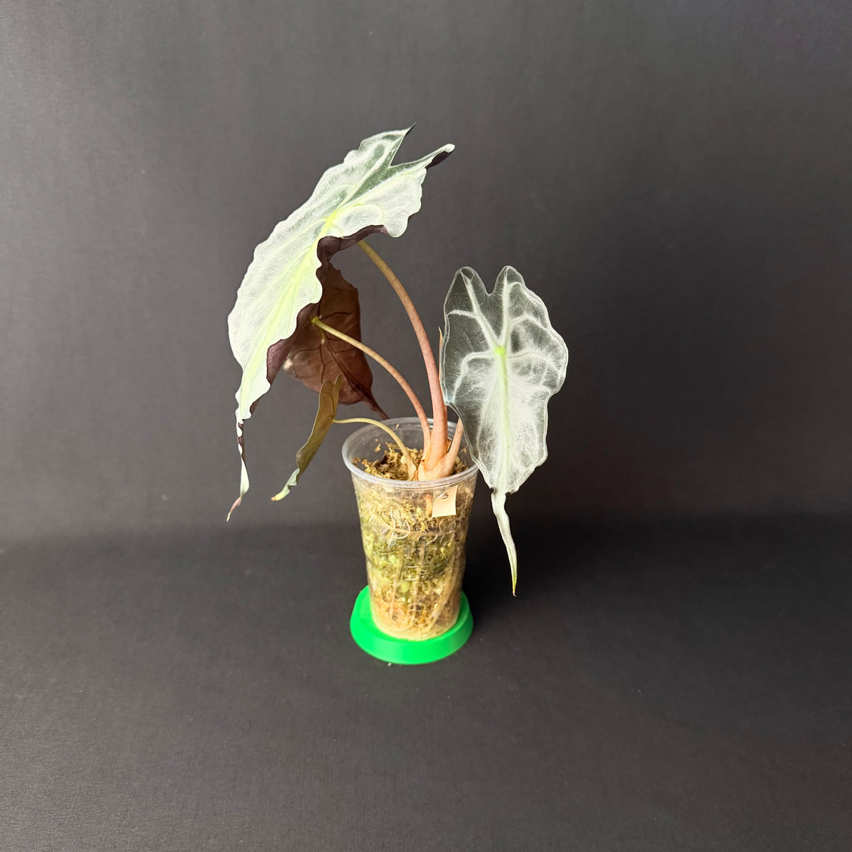 Plant template
