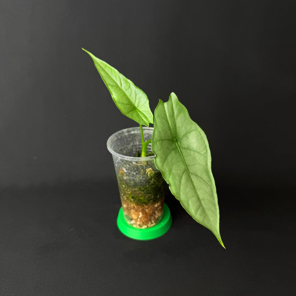 Alocasia Heterophylla Dragon's Breath #1-8