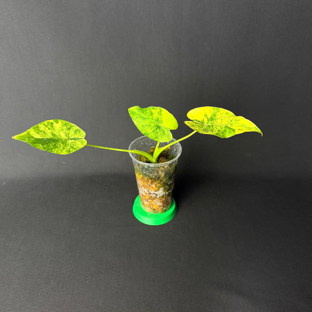 Alocasia Odora 'California' Aurea Variegata (Gageana) #1-6