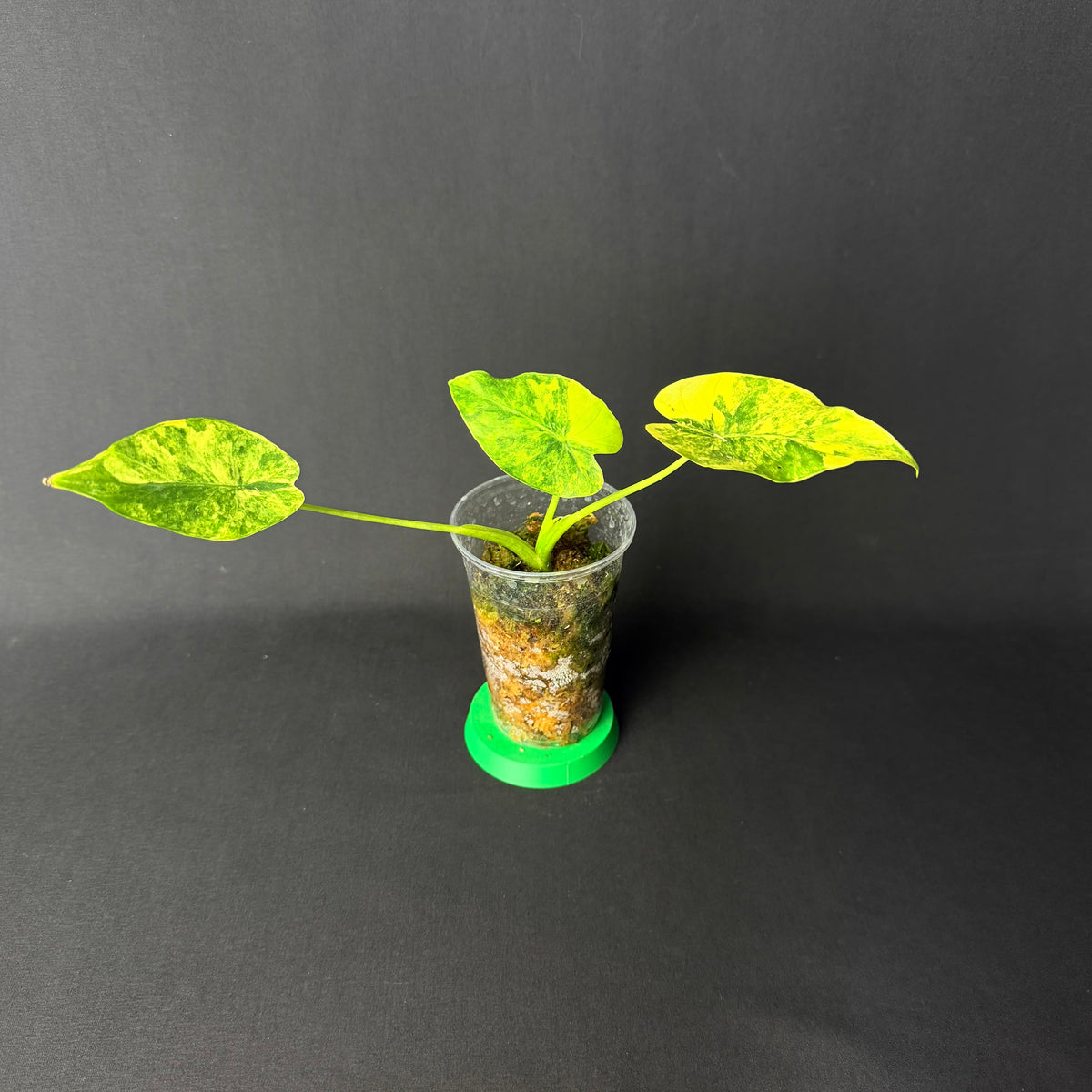 Alocasia Odora 'California' Aurea Variegata (Gageana) #1-6