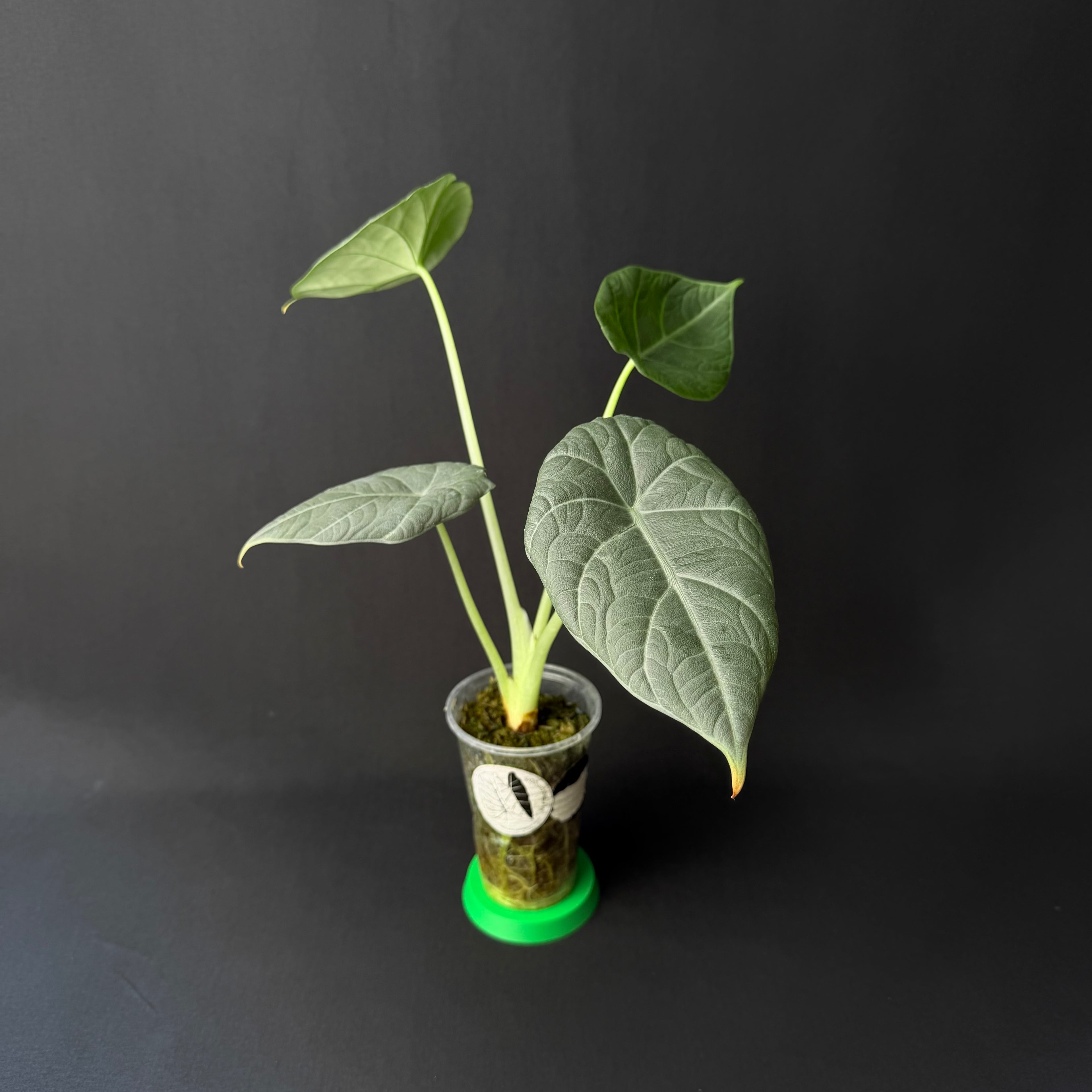 Alocasia Maharani #1-7
