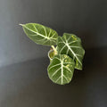 Alocasia Reginula 'Black Velvet' Gold Variegata #7