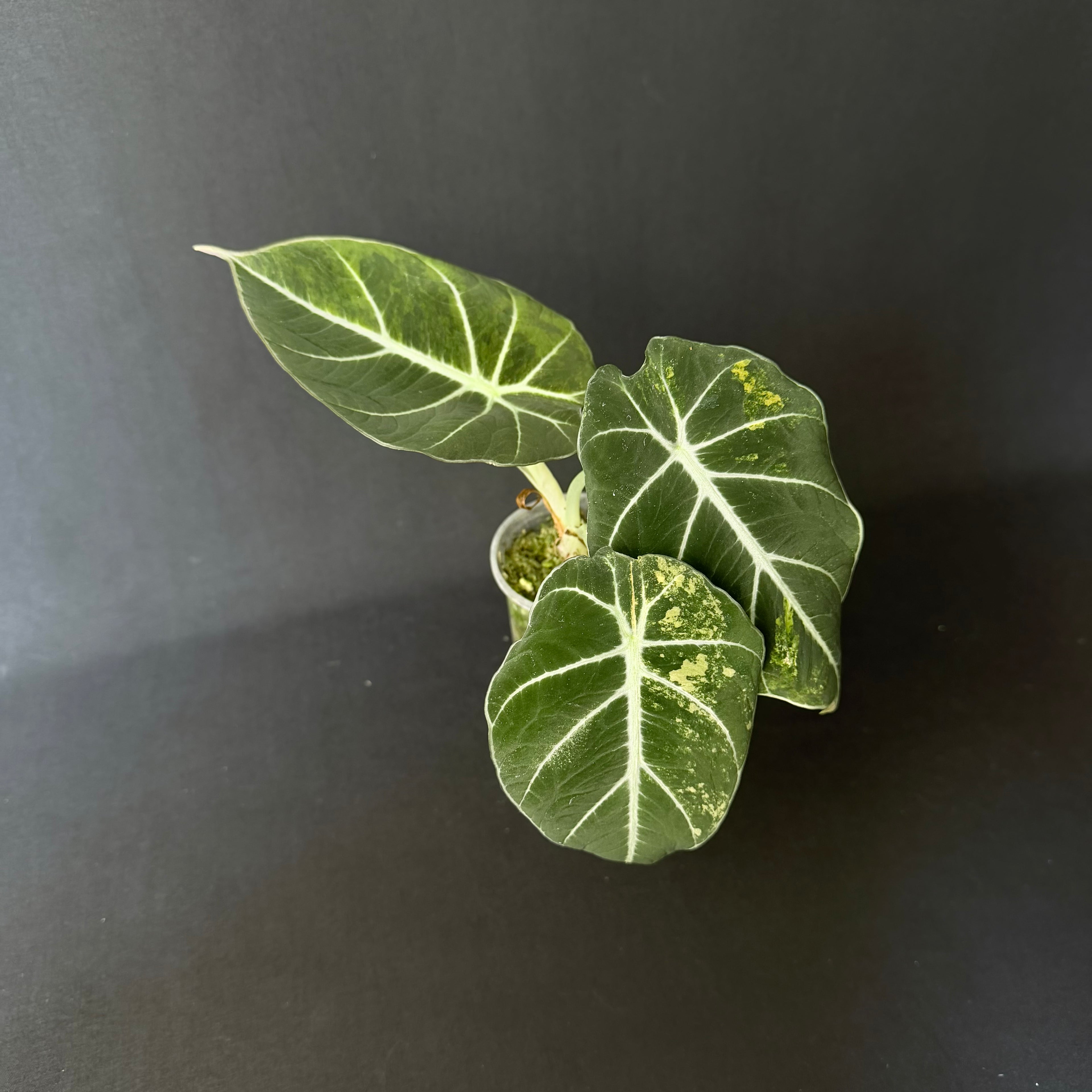 Alocasia Reginula 'Black Velvet' Gold Variegata #7