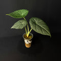 Alocasia Maharani #1-4