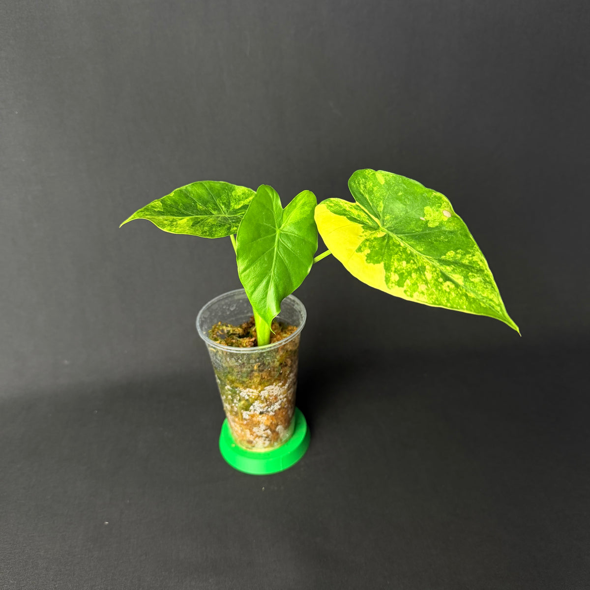 Alocasia Odora 'California' Aurea Variegata (Gageana) #1-6