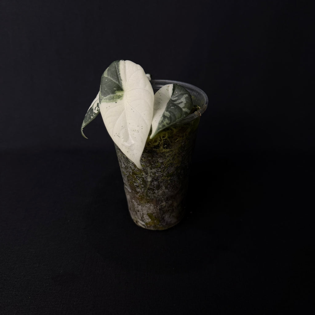 Alocasia Maharani Albo Variegata #2