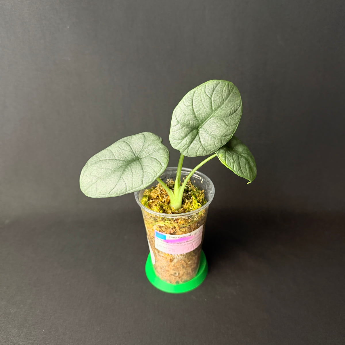 Alocasia Dragon Moon | Melo x baginda Silver Dragon #1-2