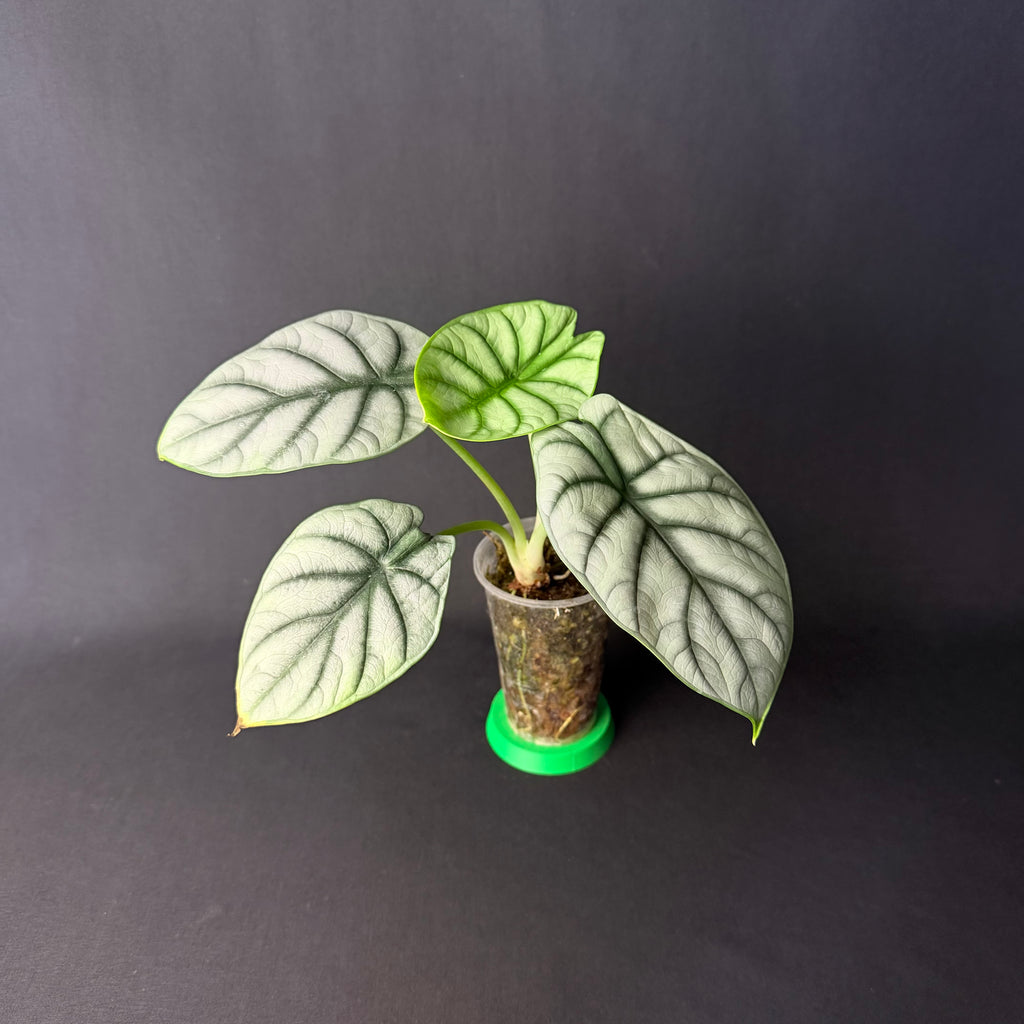 Alocasia Baginda 'Silver Dragon' #1-4