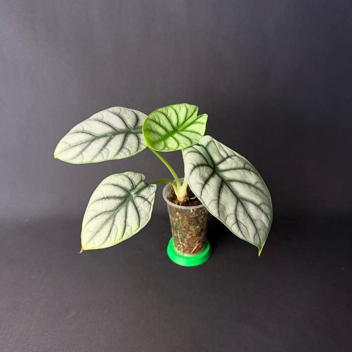 Alocasia Baginda 'Silver Dragon' #1-4