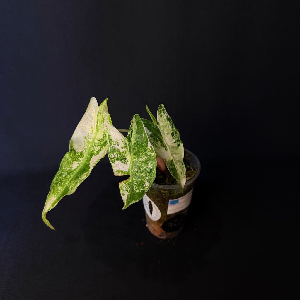 Alocasia Nairobi Nights Albo/Pink Variegata #1-3
