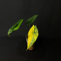 Alocasia Simpo Aurea Variegata #1