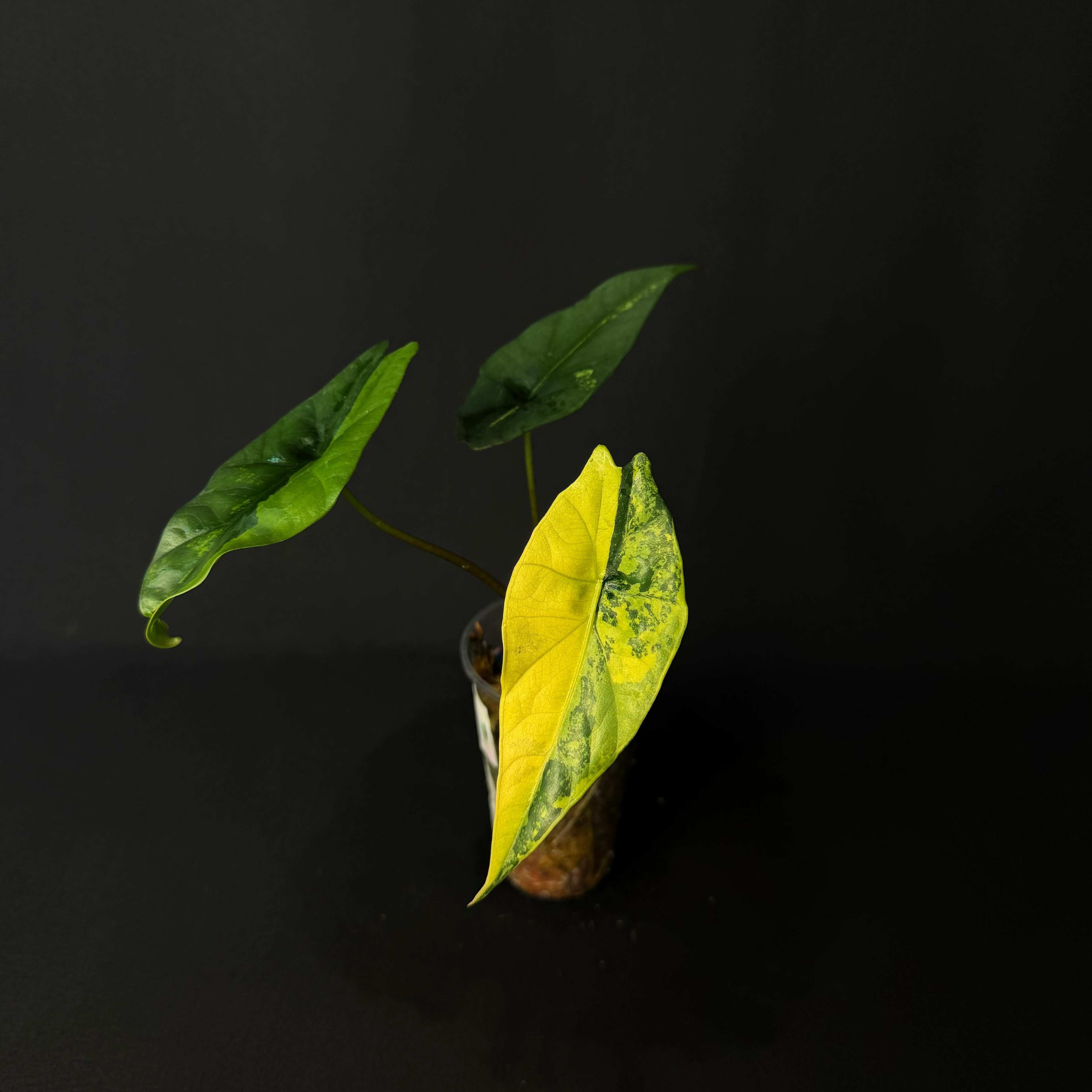 Alocasia Simpo Aurea Variegata #1