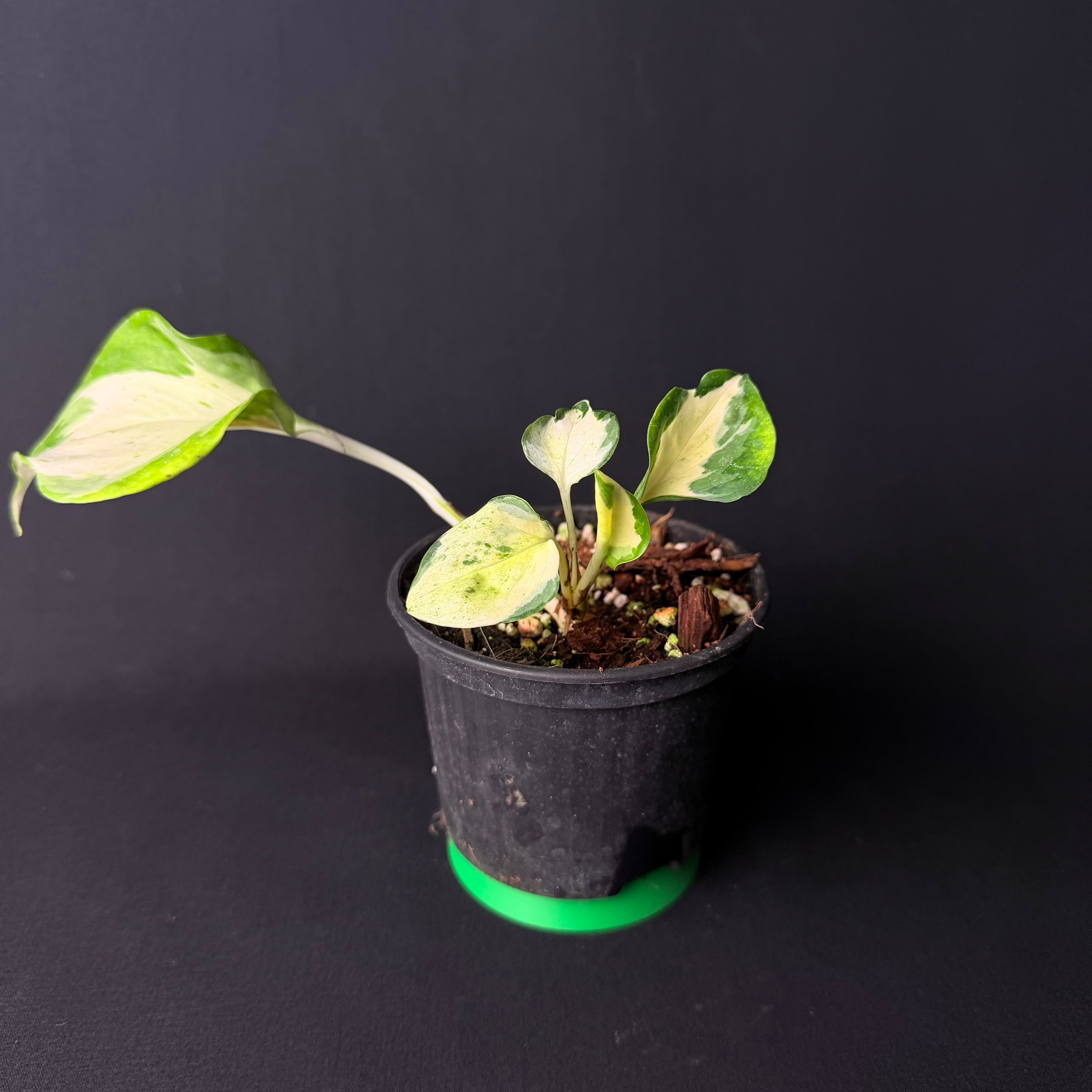 Epipremnum pinnatum 'Happy Leaf' #1-3