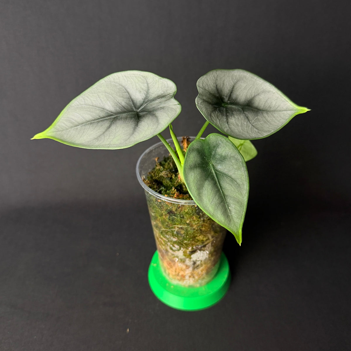 Alocasia Reversa