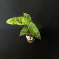 Alocasia Longiloba Lava Variegata #3
