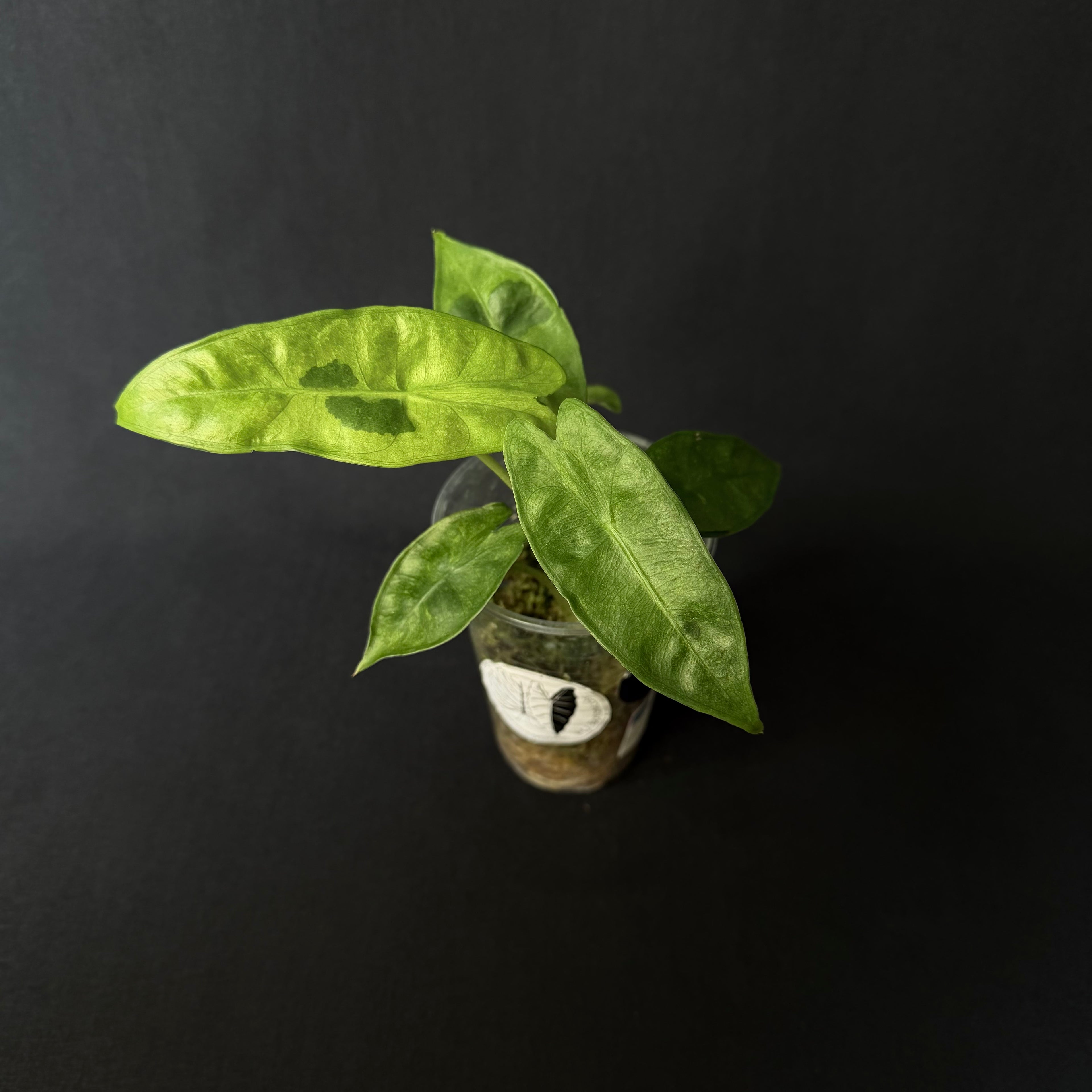 Alocasia Longiloba Lava Variegata #3
