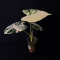 Alocasia Frydek Variegata #1