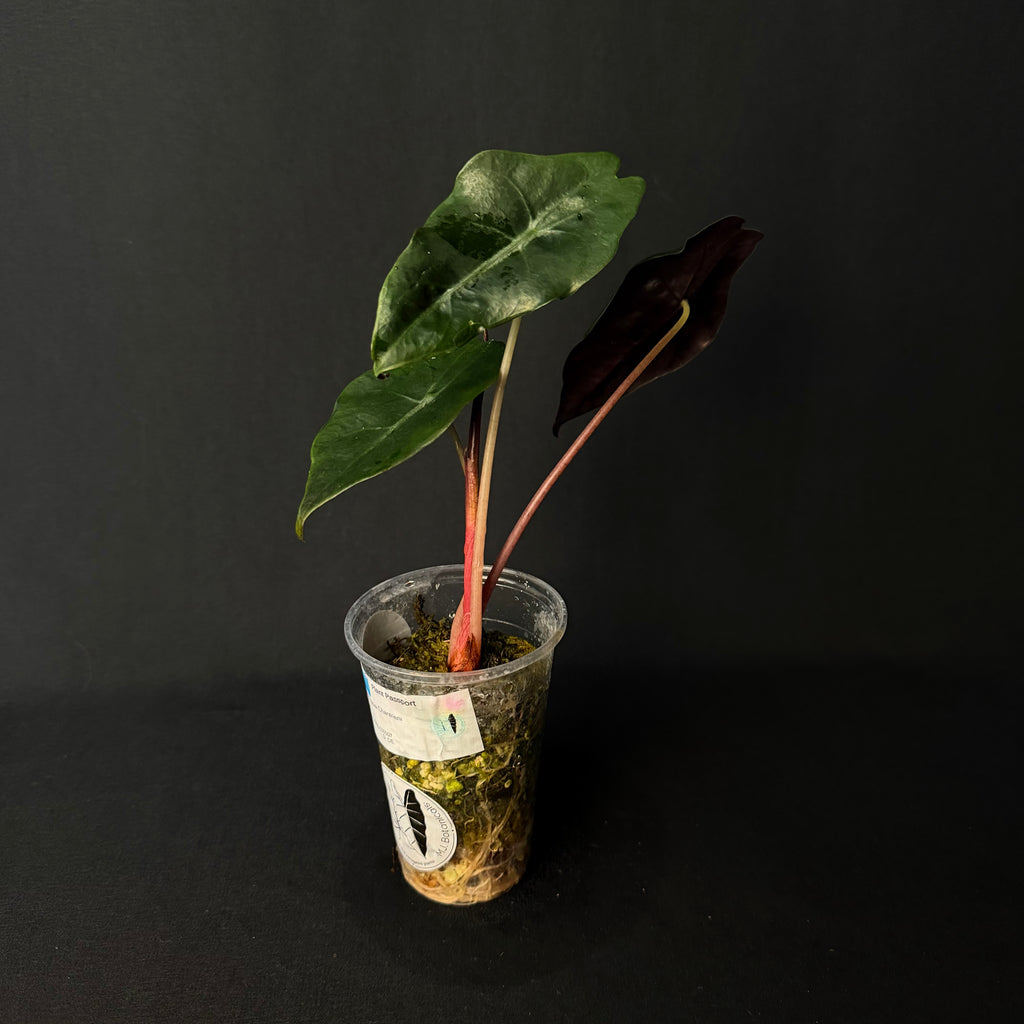 Alocasia Chantrierii
