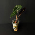 Alocasia Chantrierii
