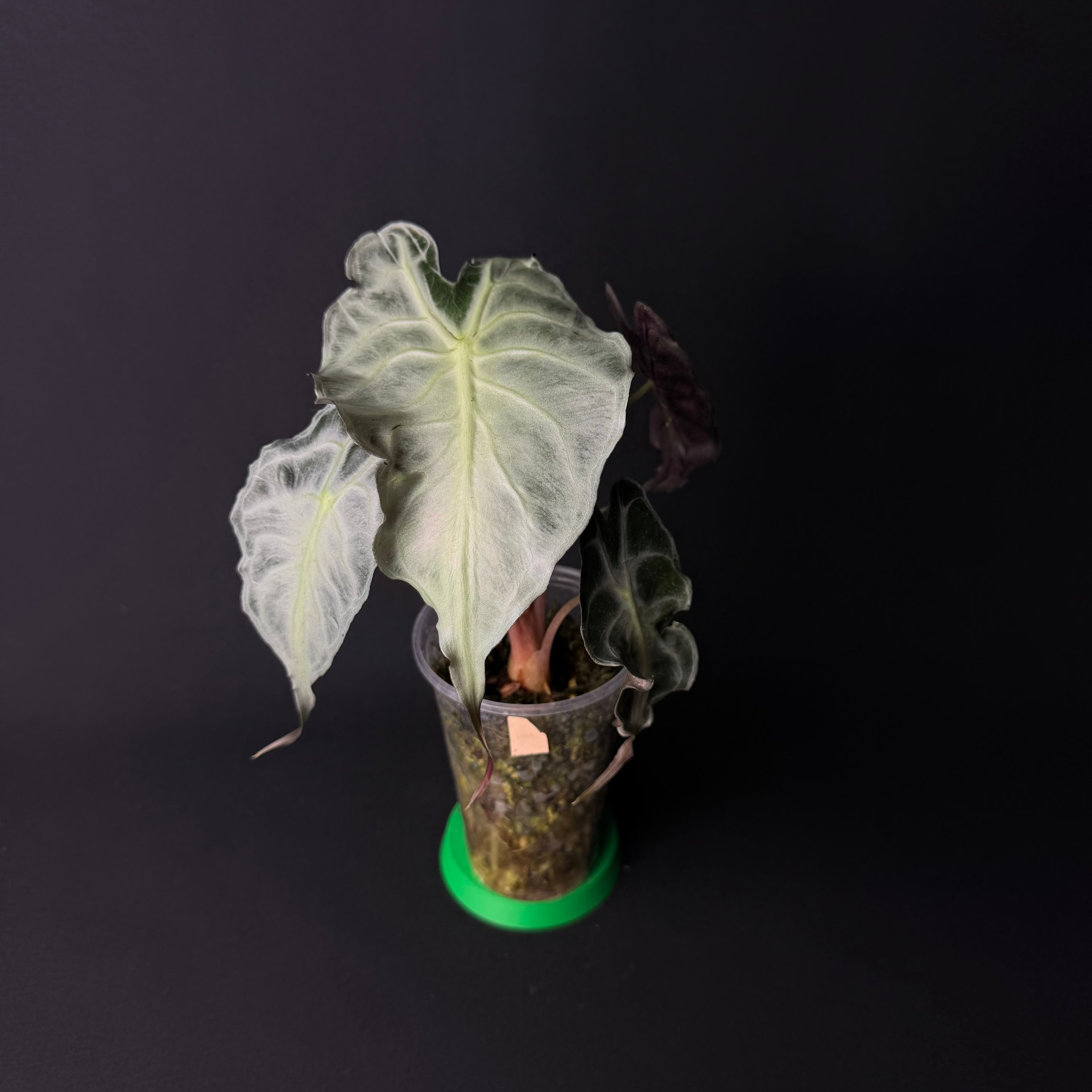 Alocasia Venom #1-5