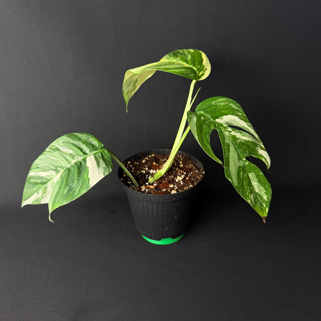 Epipremnum pinnatum Variegata #1-3