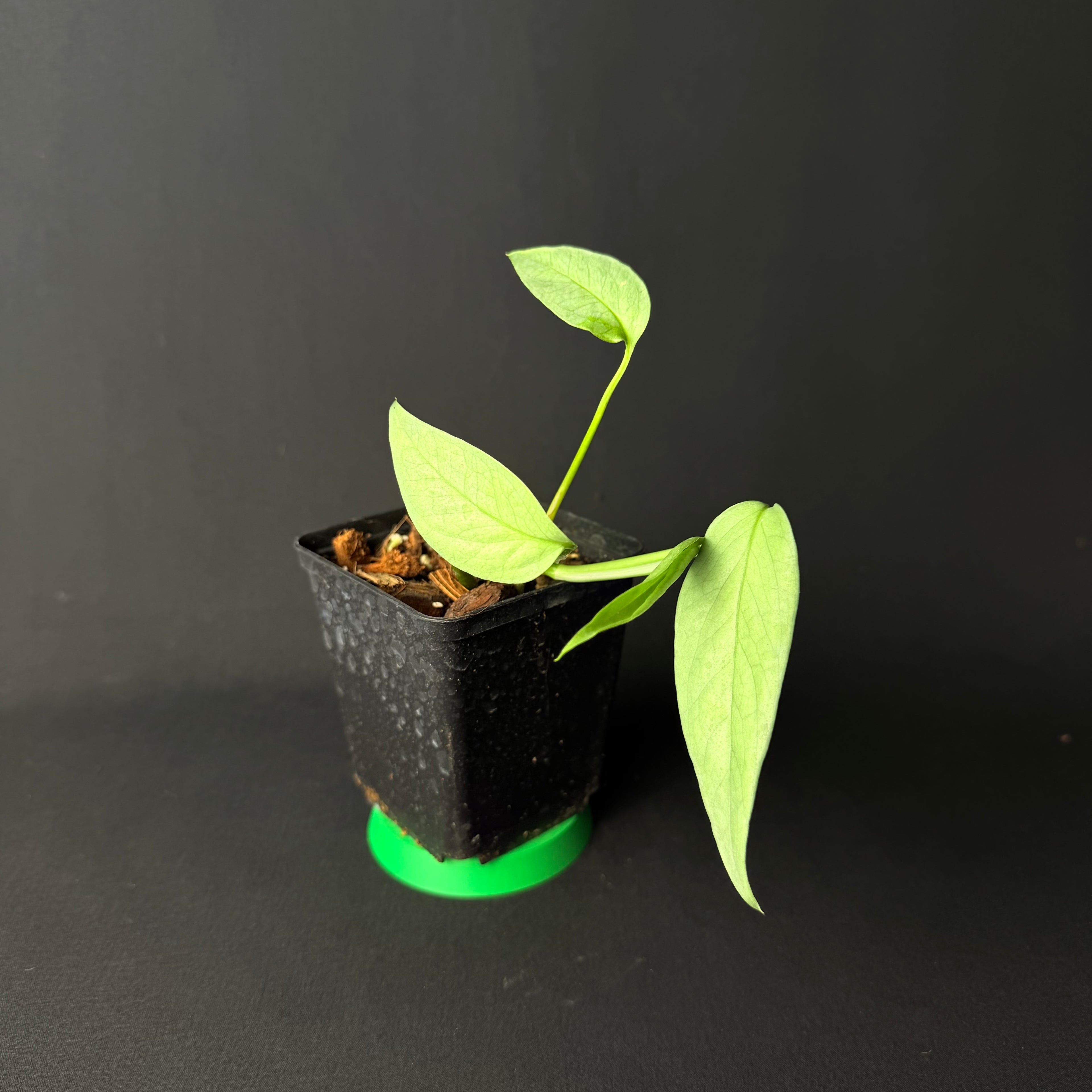 Epipremnum pinnatum 'Cebu Blue'