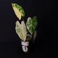 Alocasia Frydek Variegata #2