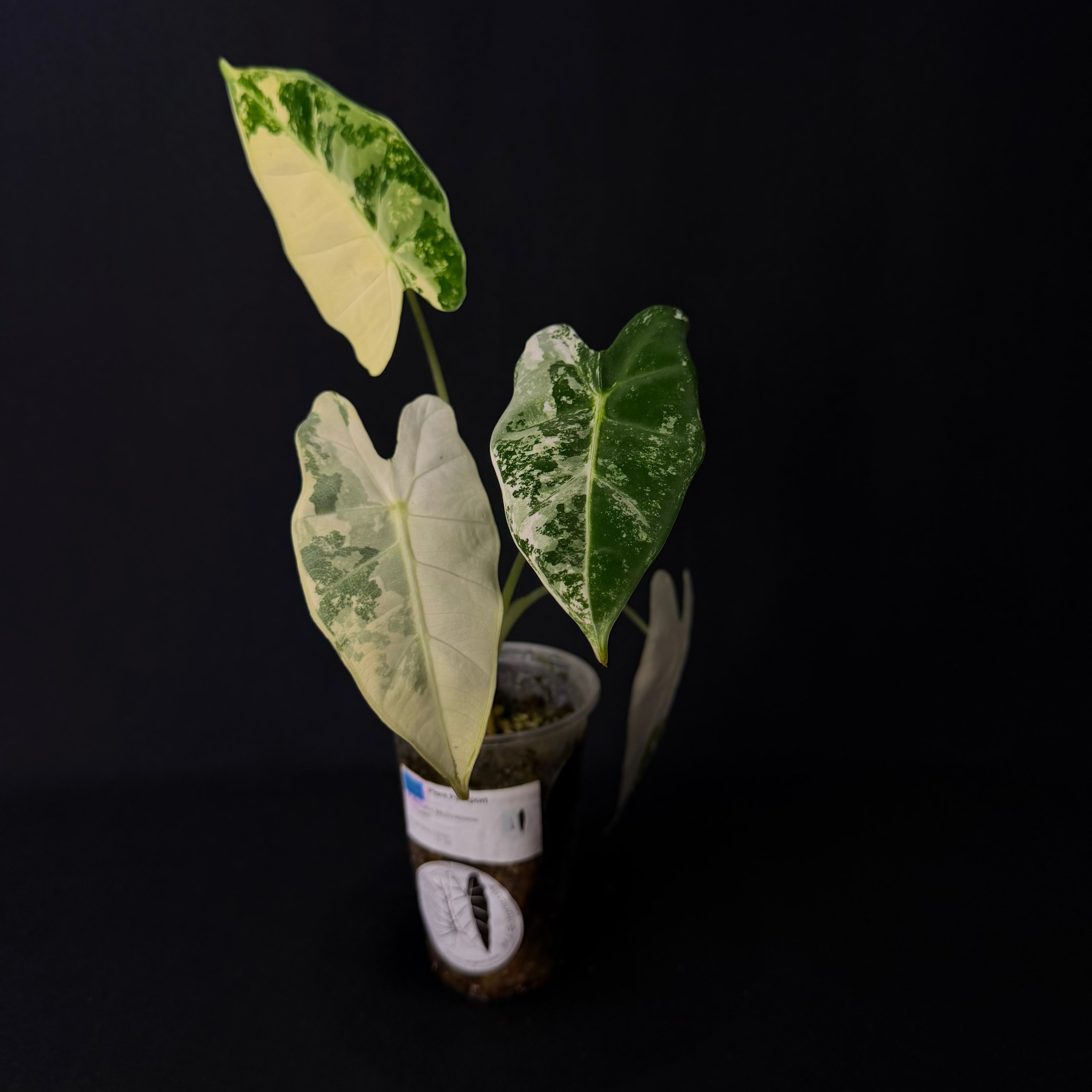 Alocasia Frydek Variegata #2