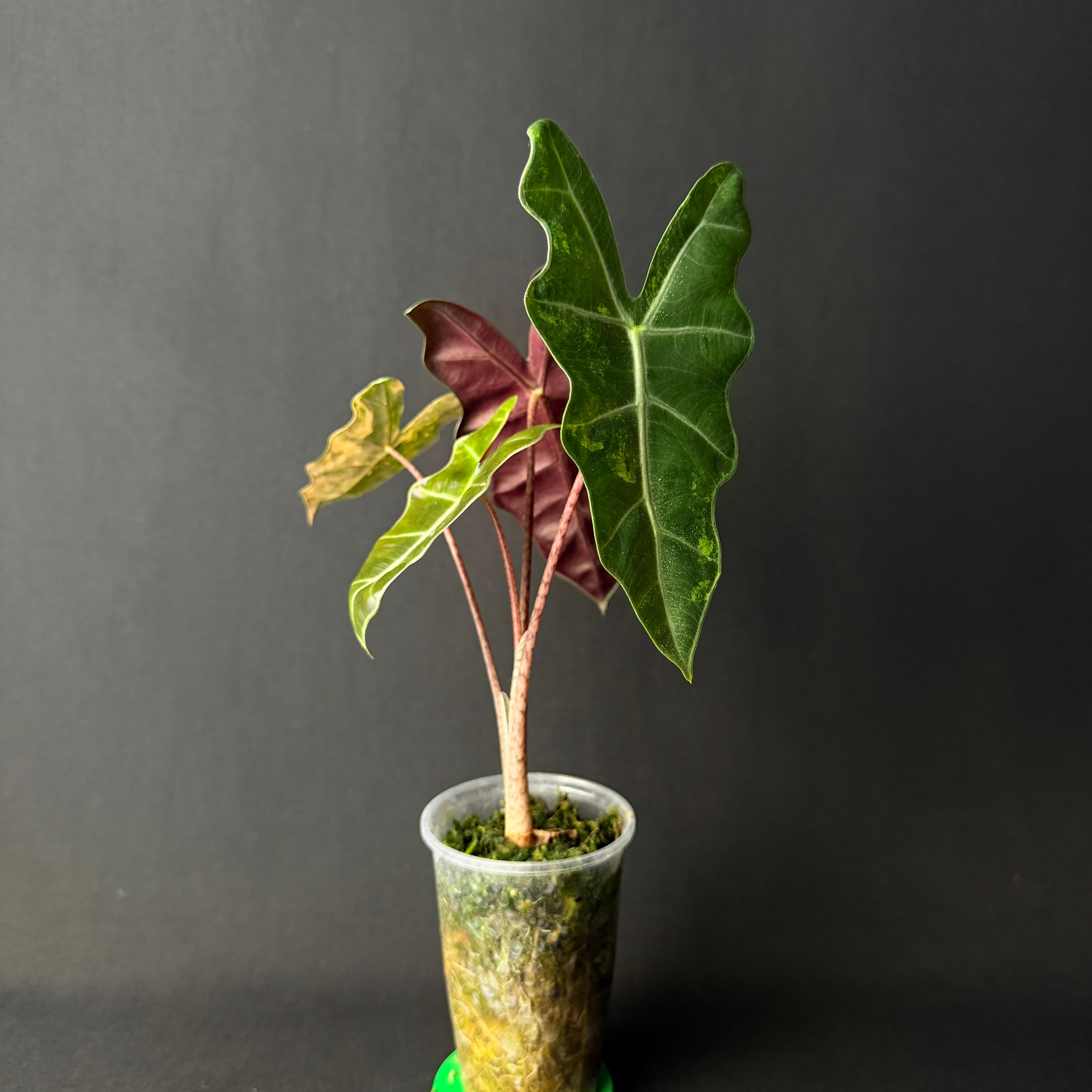 Alocasia Pseudosanderiana Aurea Variegata #1