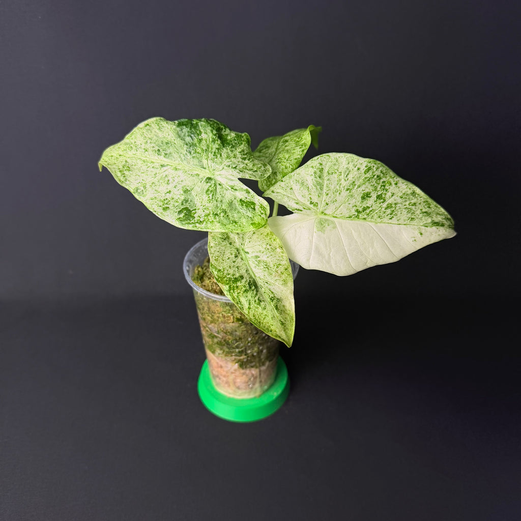Alocasia Odora 'Batik' Variegata