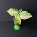 Alocasia Odora 'Batik' Variegata