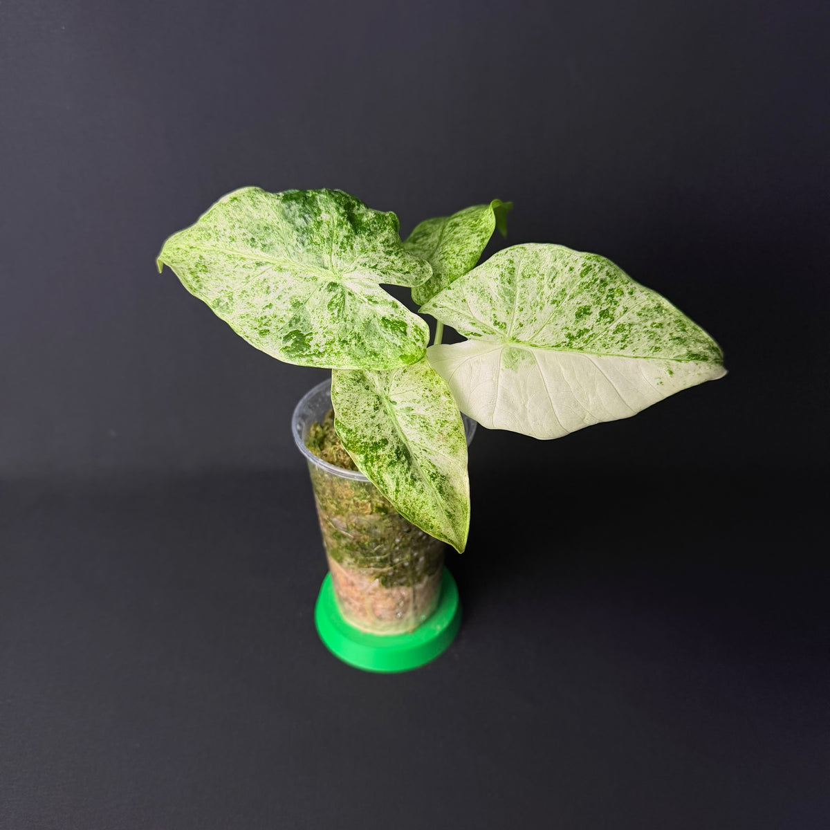 Alocasia Odora 'Batik' Variegata