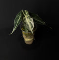 Alocasia Venom #2