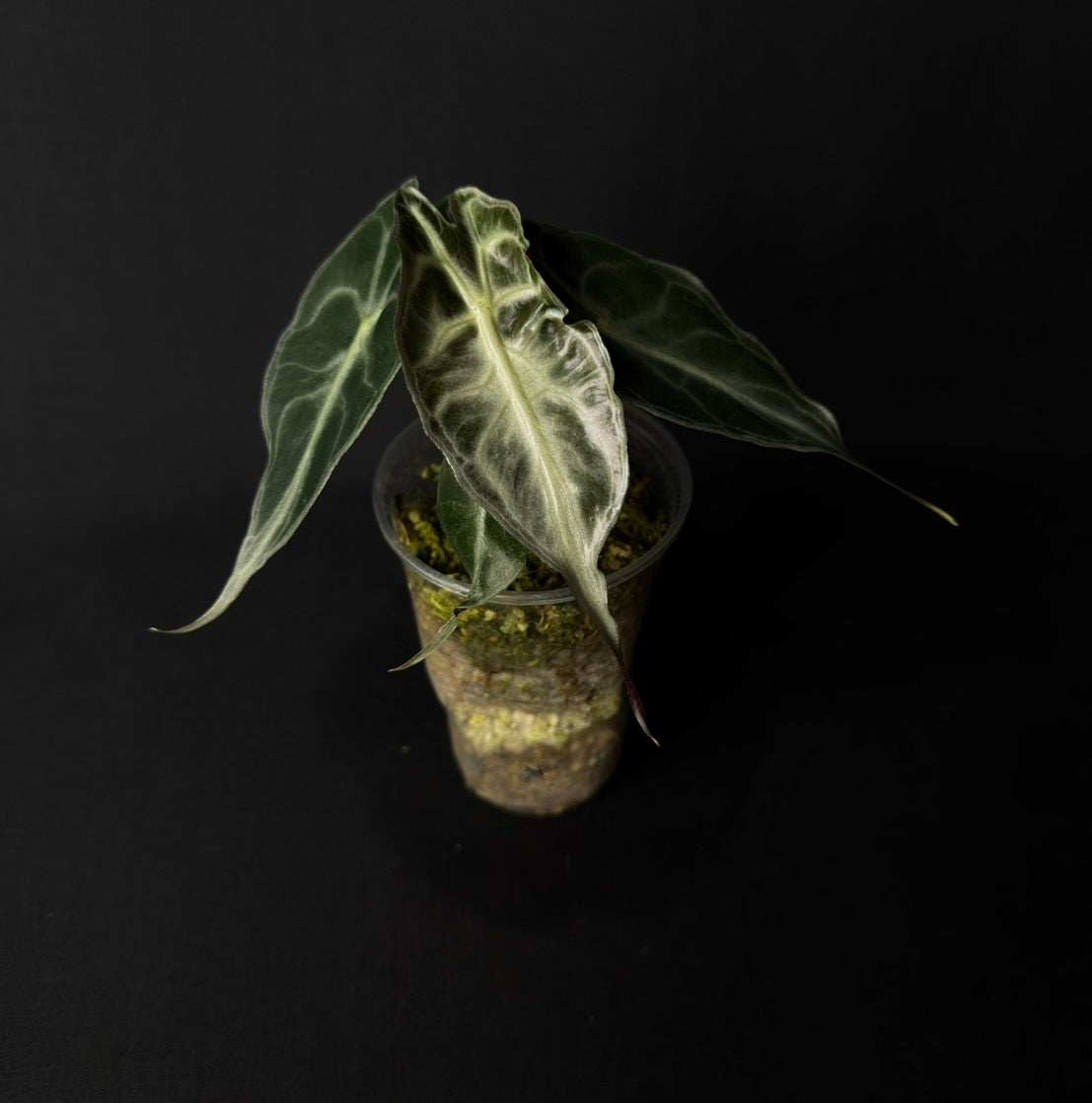 Alocasia Venom #2