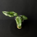 Alocasia Scalprum Aurea Variegata #2