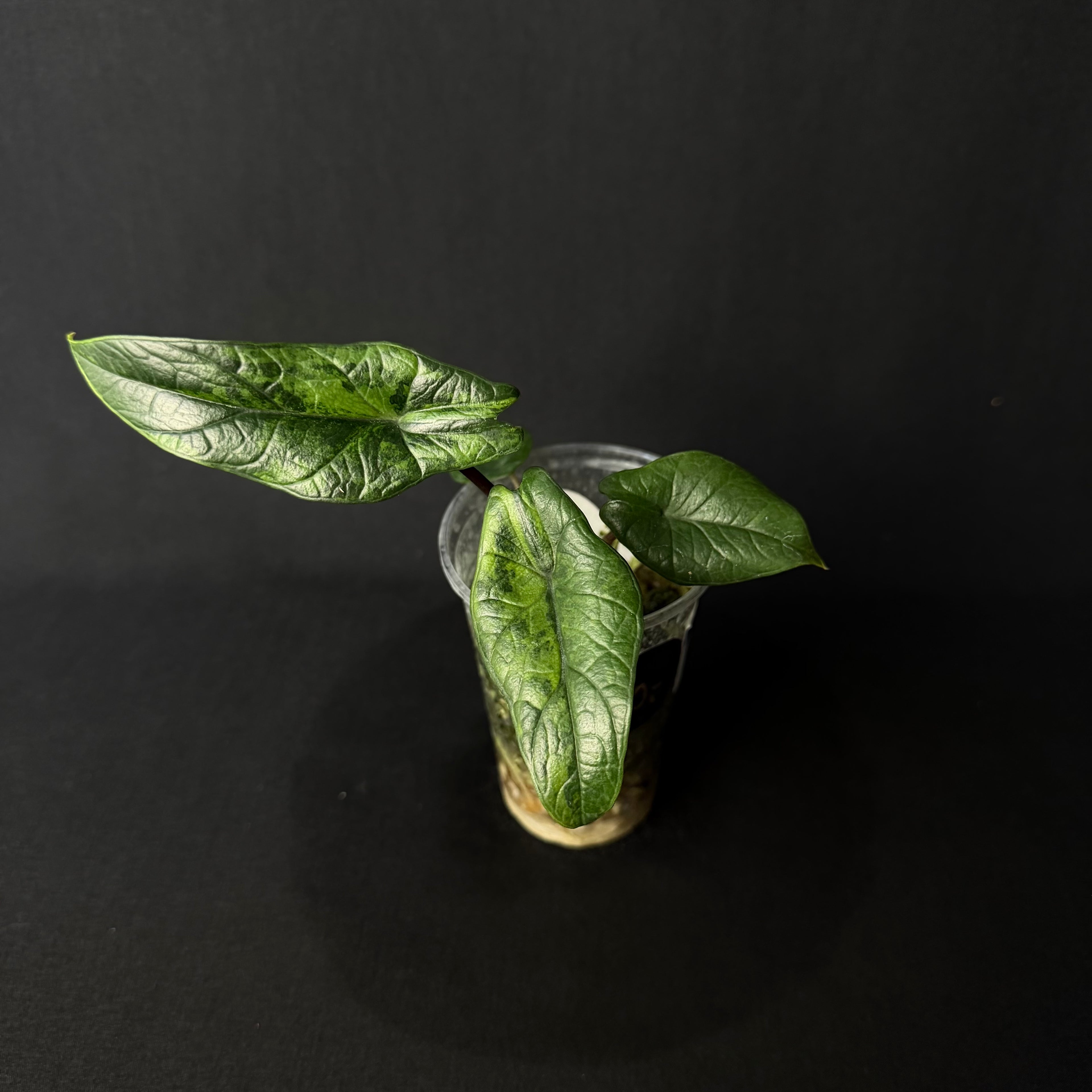 Alocasia Scalprum Aurea Variegata #2