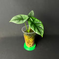 Alocasia Sinuata