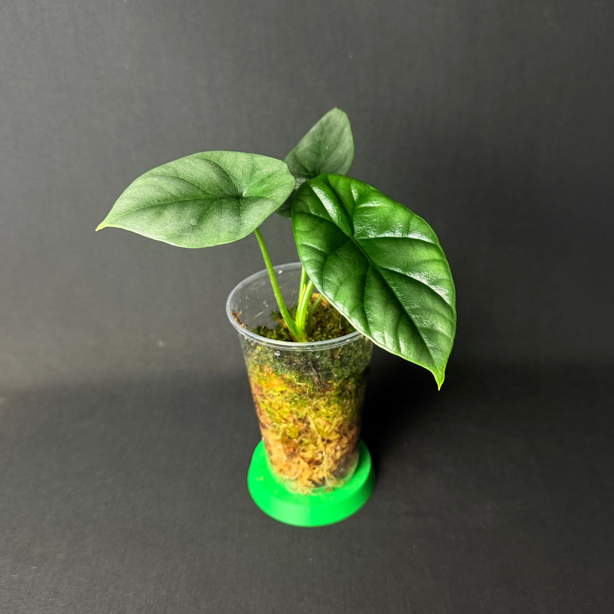 Alocasia Sinuata